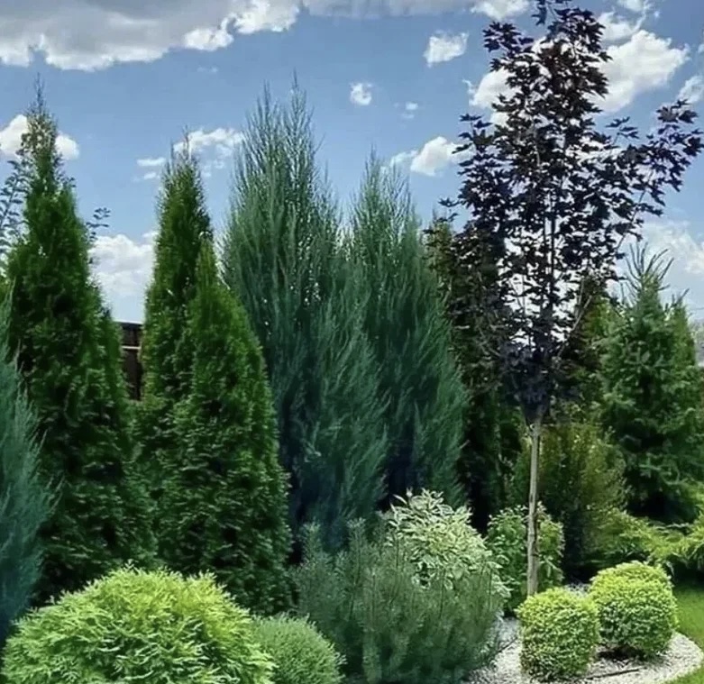 ТОЛПЕКИН АЛЕКСЕЙ ИГОРЕВИЧ (ИП ГКФХ)