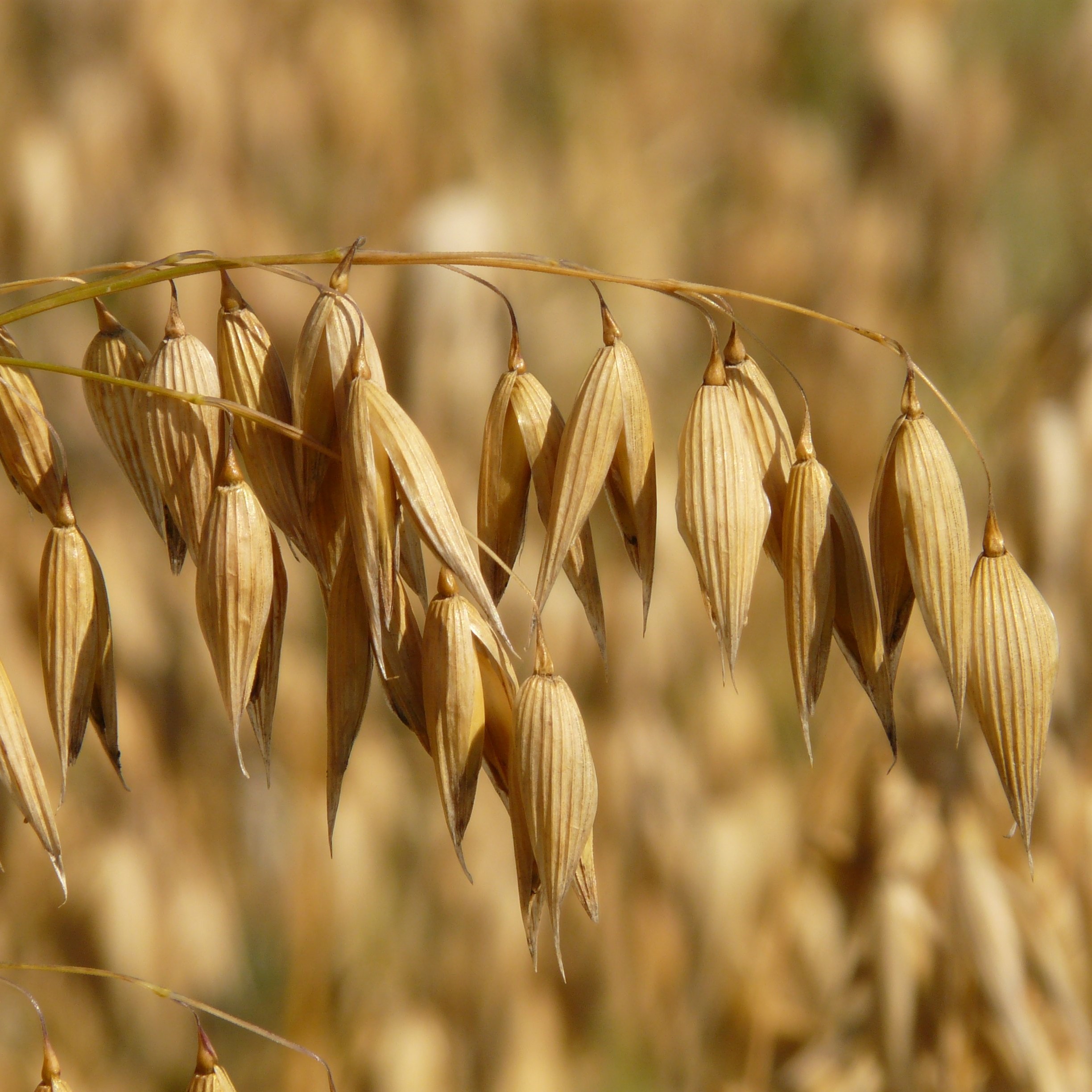 Продажа кормового зерна
