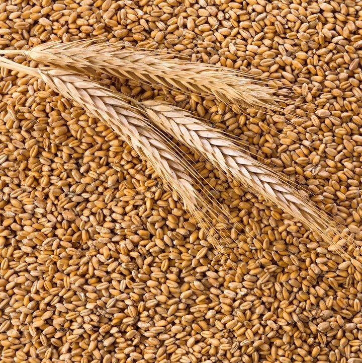 Зерно пшеницы