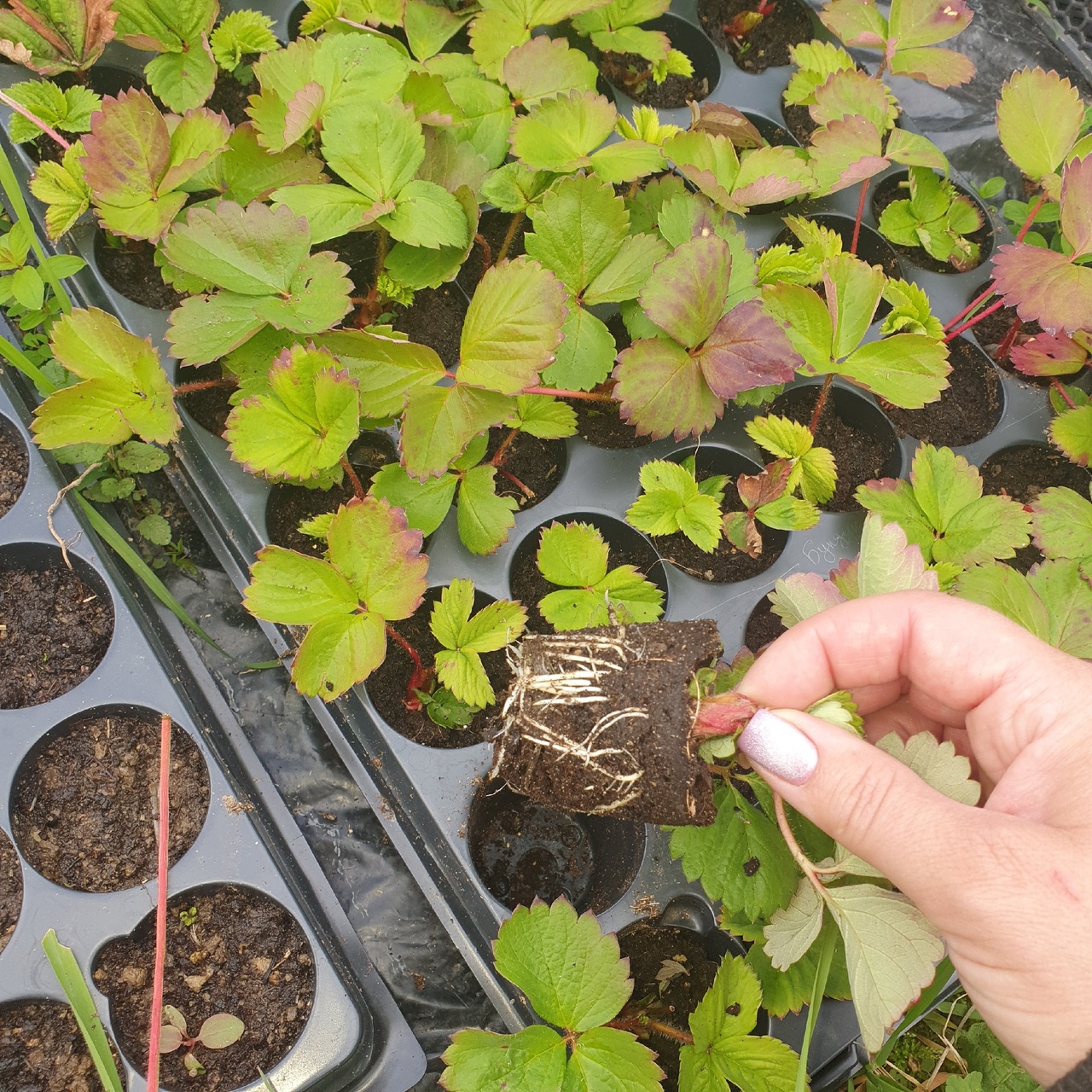 Рассада земляники садовой (клубники, виктории)