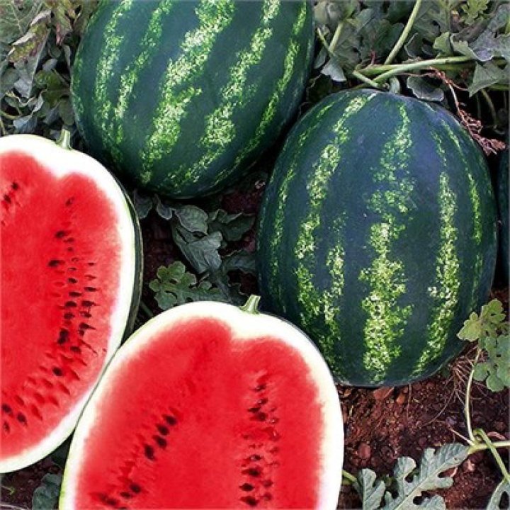 Выращивание бахчевых культур