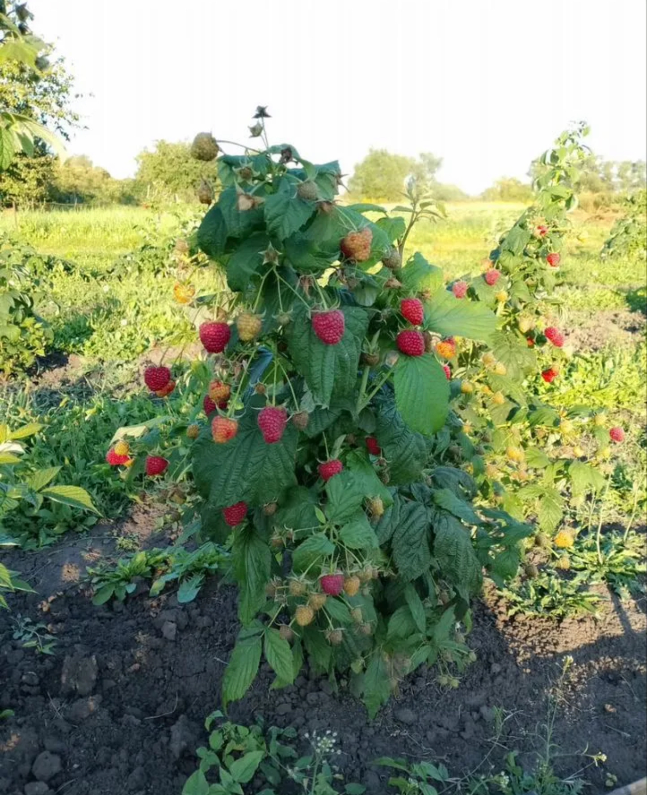 Продажа Саженцев ремонтантной малины