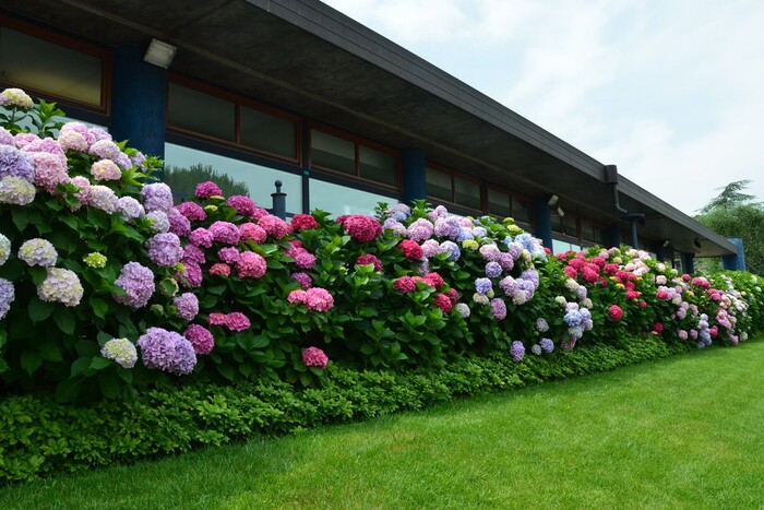 Услуги ландшафта участка