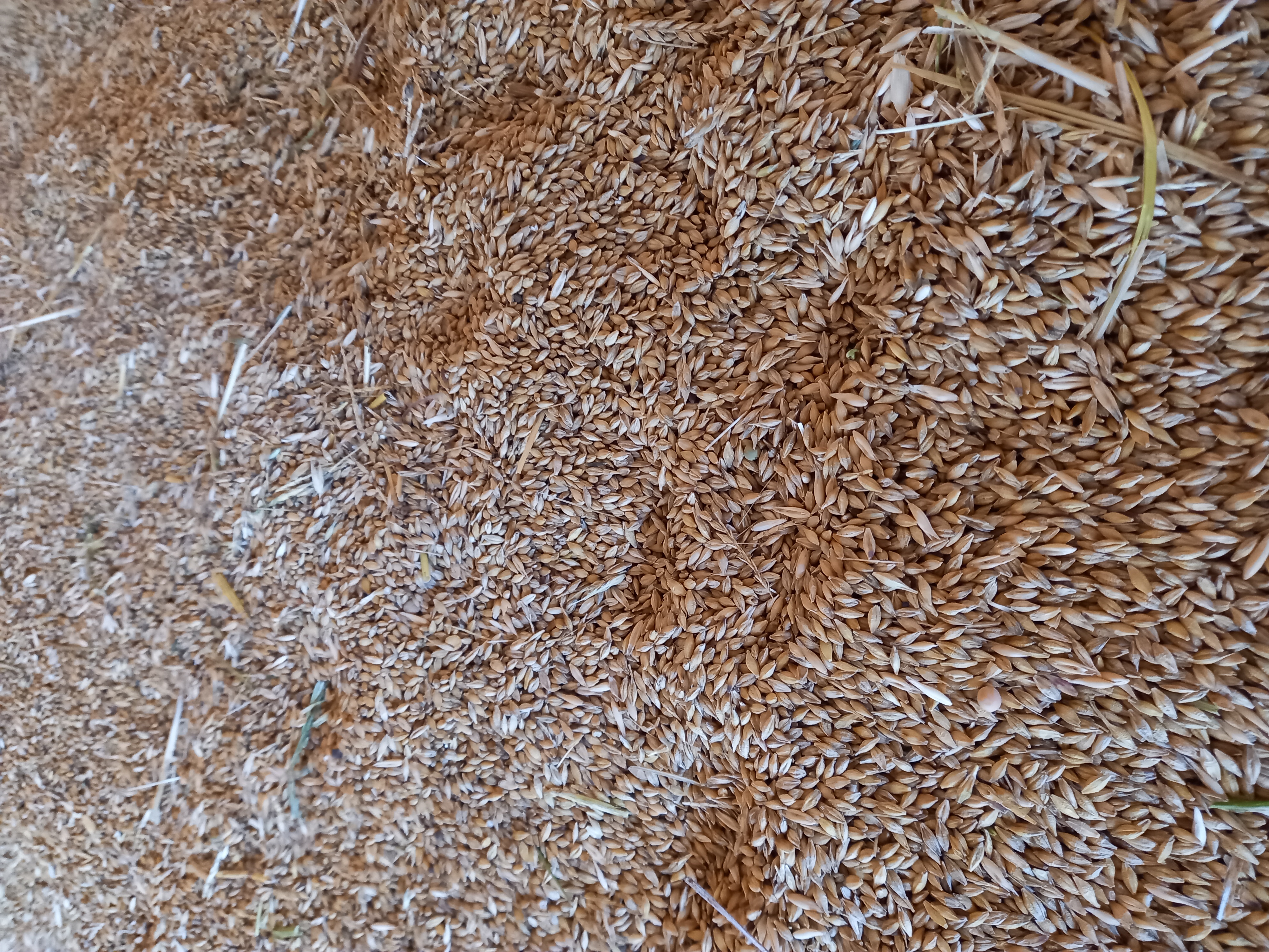 Овес, ячмень, тритикале