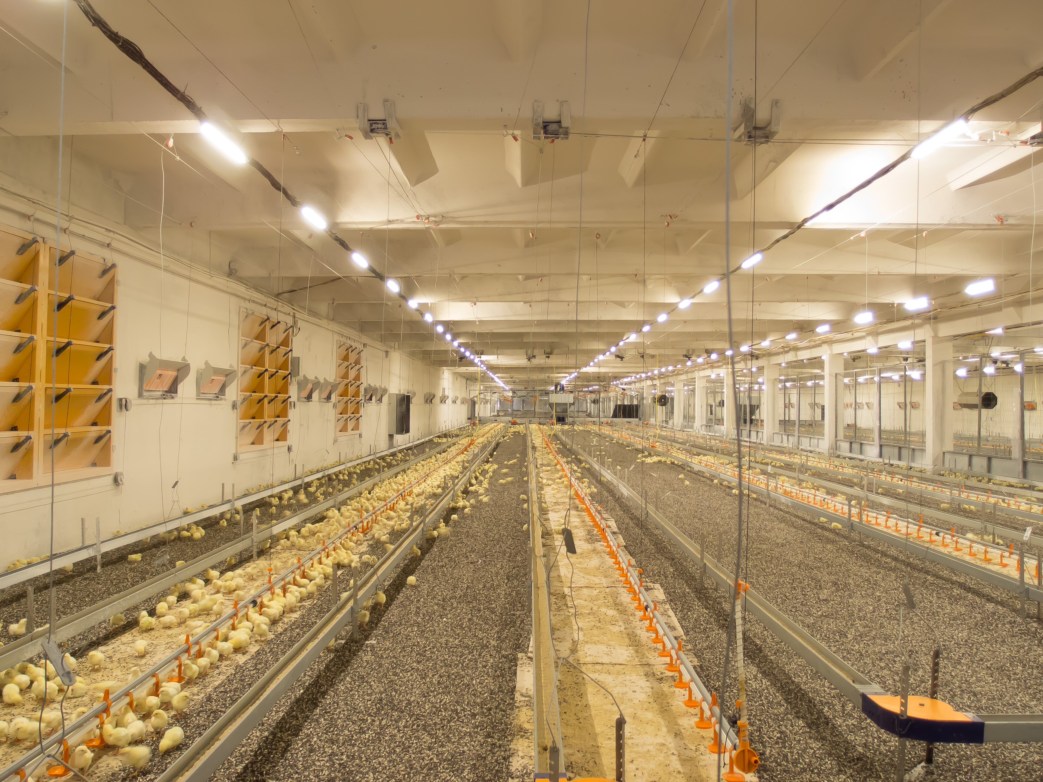 Светодиодное освещение для животноводческих комплексов 