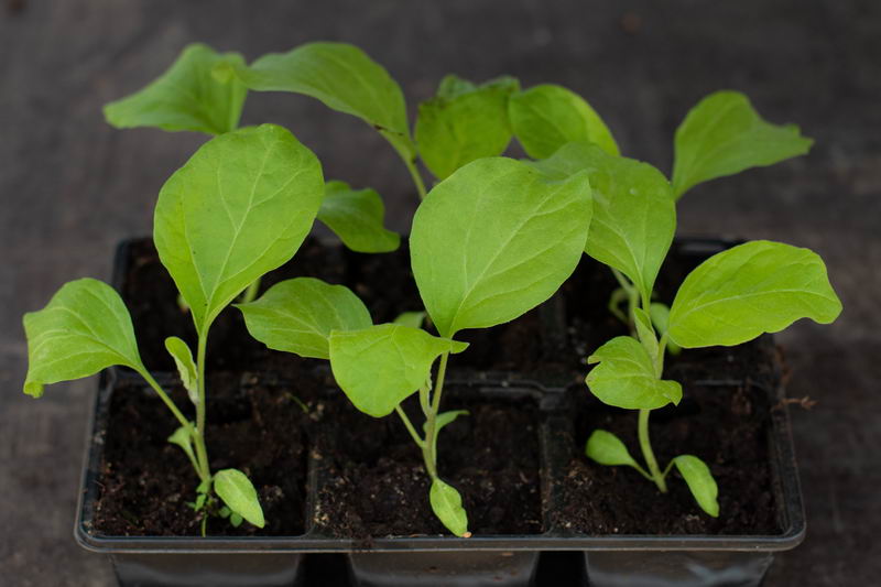 Овощная рассада в кассетах