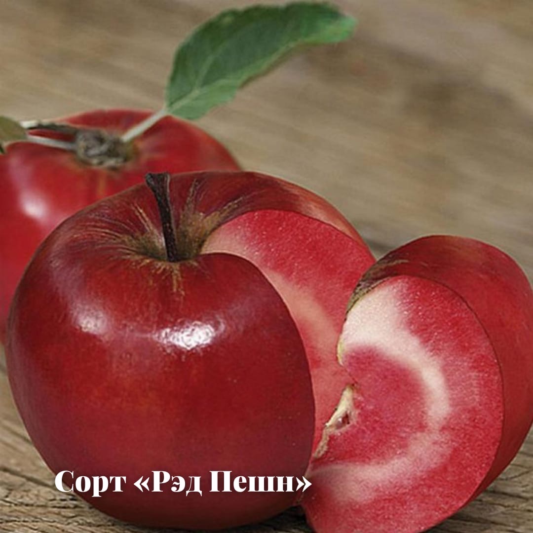 Яблоня Ред Пэшн