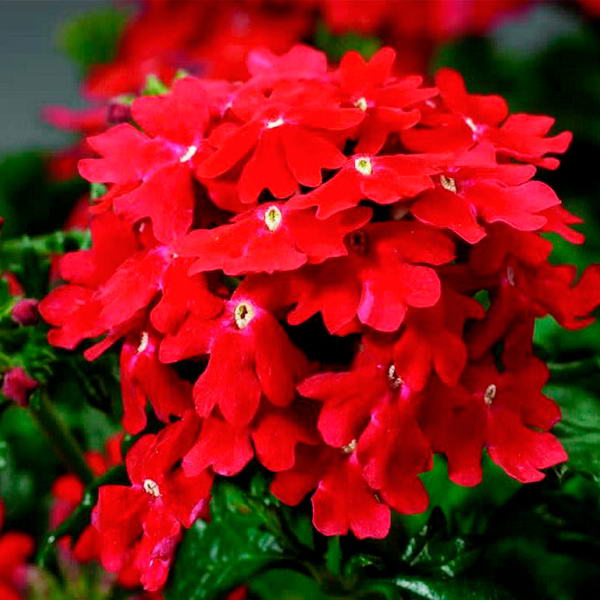 Рассада однолетних цветов в кассетах